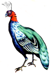 File:Afropavo congensis.png