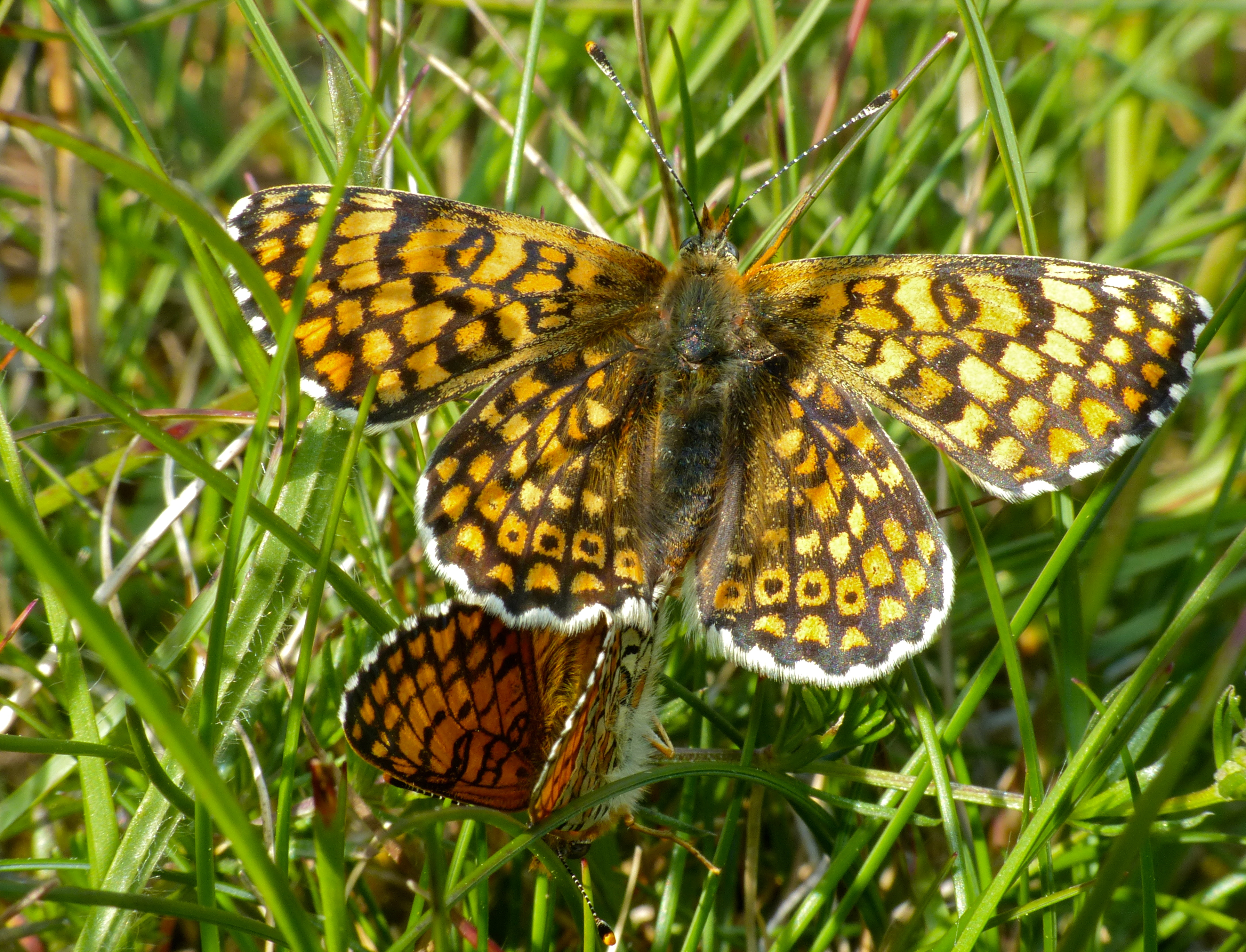 Glanville Fritillaries (Melitaea cinxia) mating (14210273171).jpg