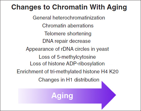 File:Chromatin aging.jpg