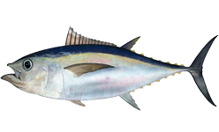 File:Thunnus obesus.png