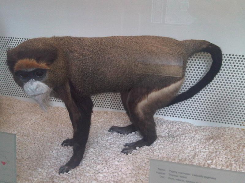 File:E - Cercopithecus neglectus.jpg