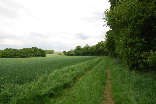 File:Edge of Tare Coat woods - geograph.org.uk - 474534.jpg