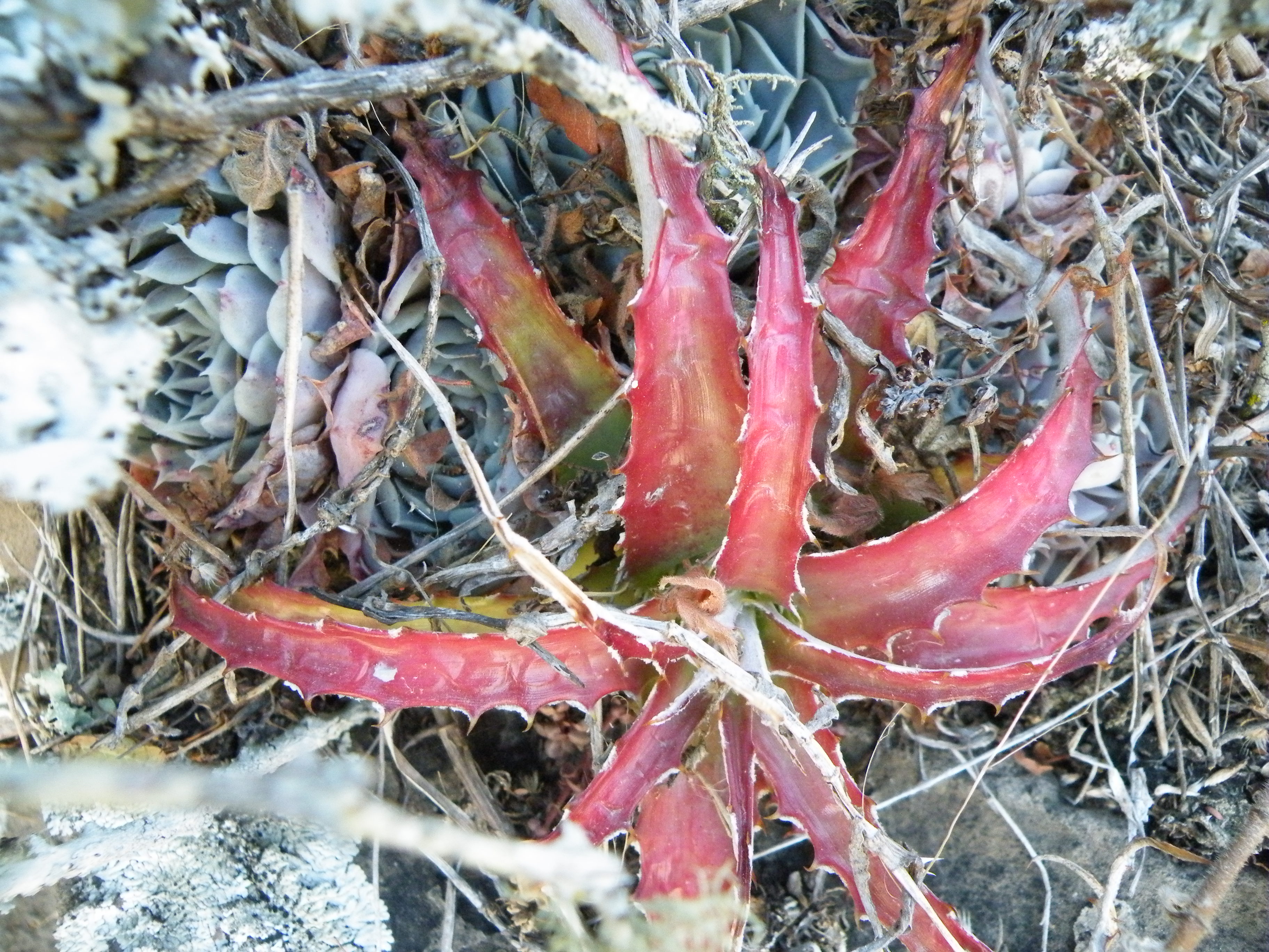 Hechtia species (5734509092).jpg