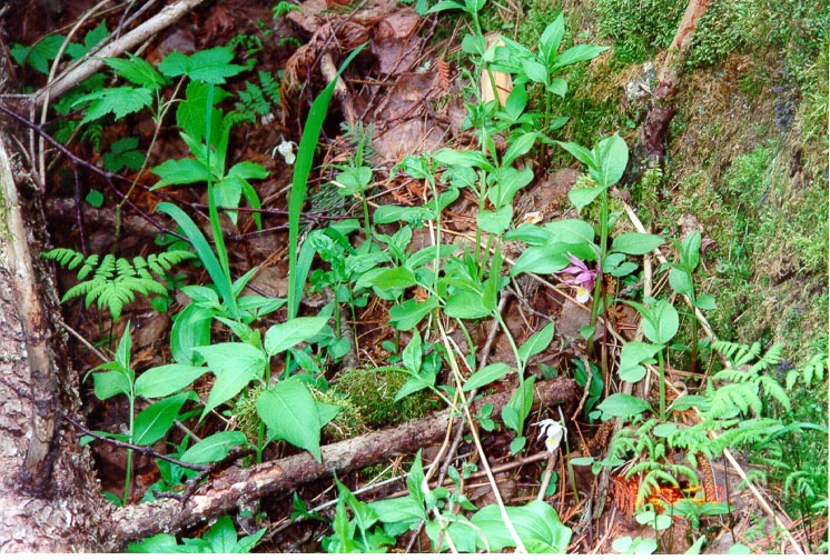 File:Calypso bulbosa 9-mgrover (5098051510).jpg