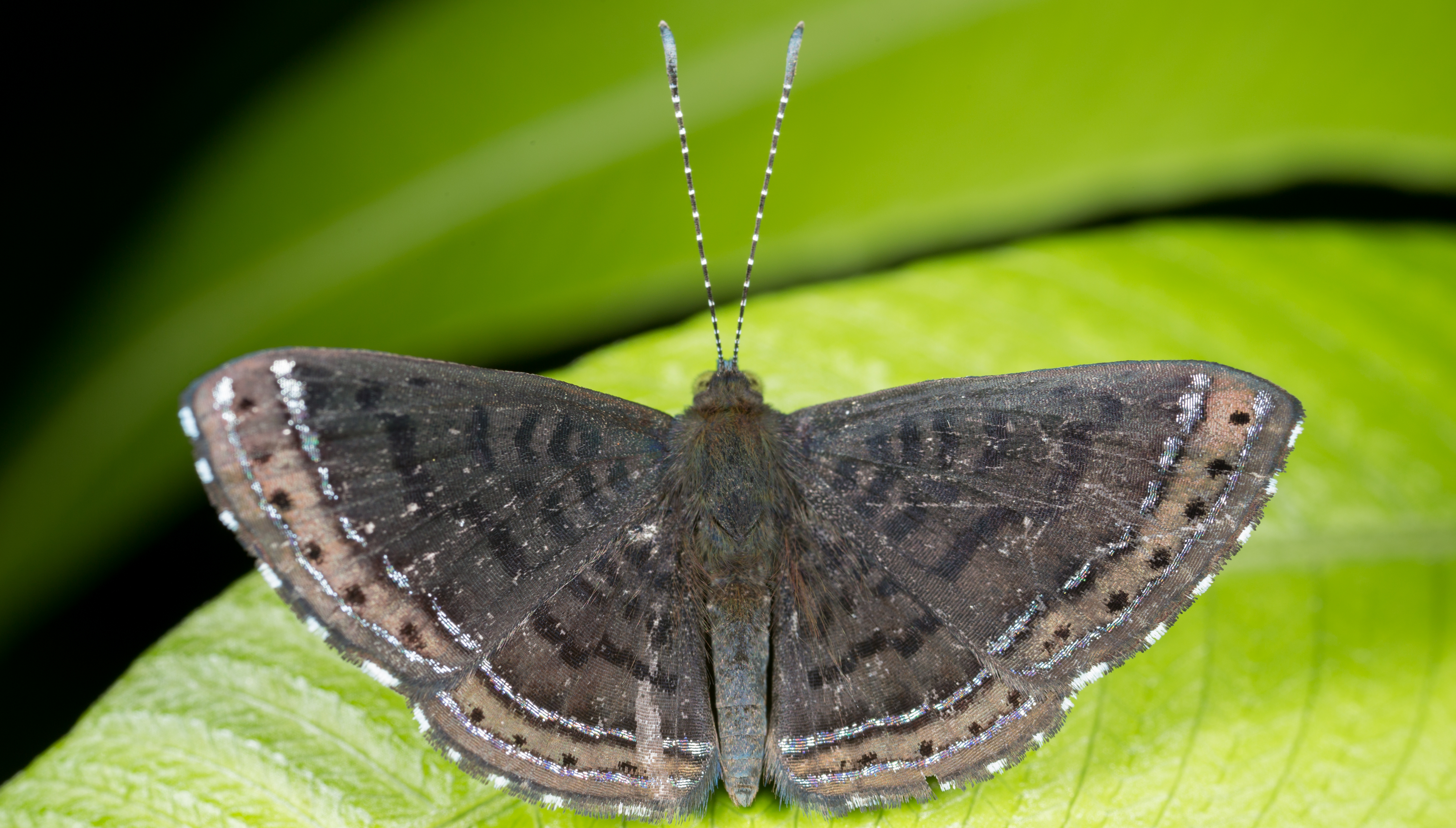 Gossamerwing butterfly (18231802768).jpg