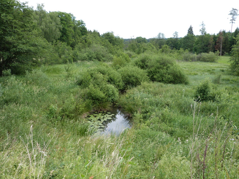 File:LSG Frankenbachtal Feuchtgebiet oberhalb Espachweiher P1030953.JPG