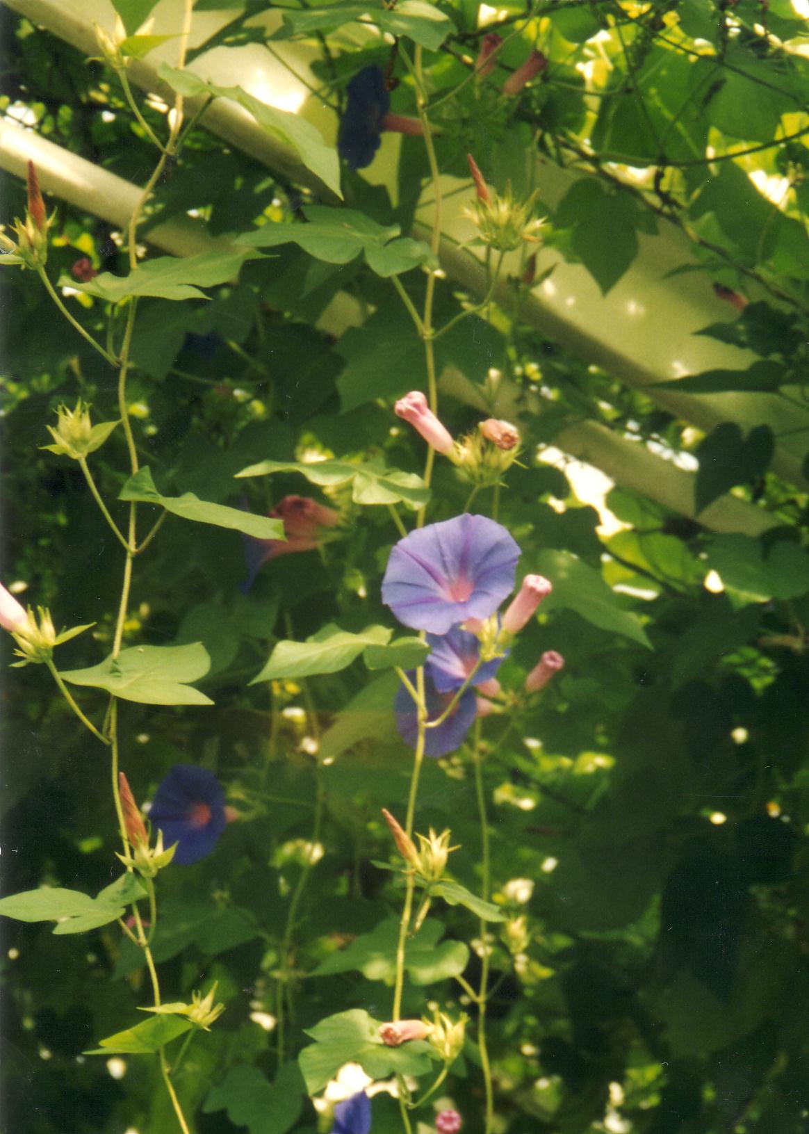 Ipomoea indica (2944512660).jpg