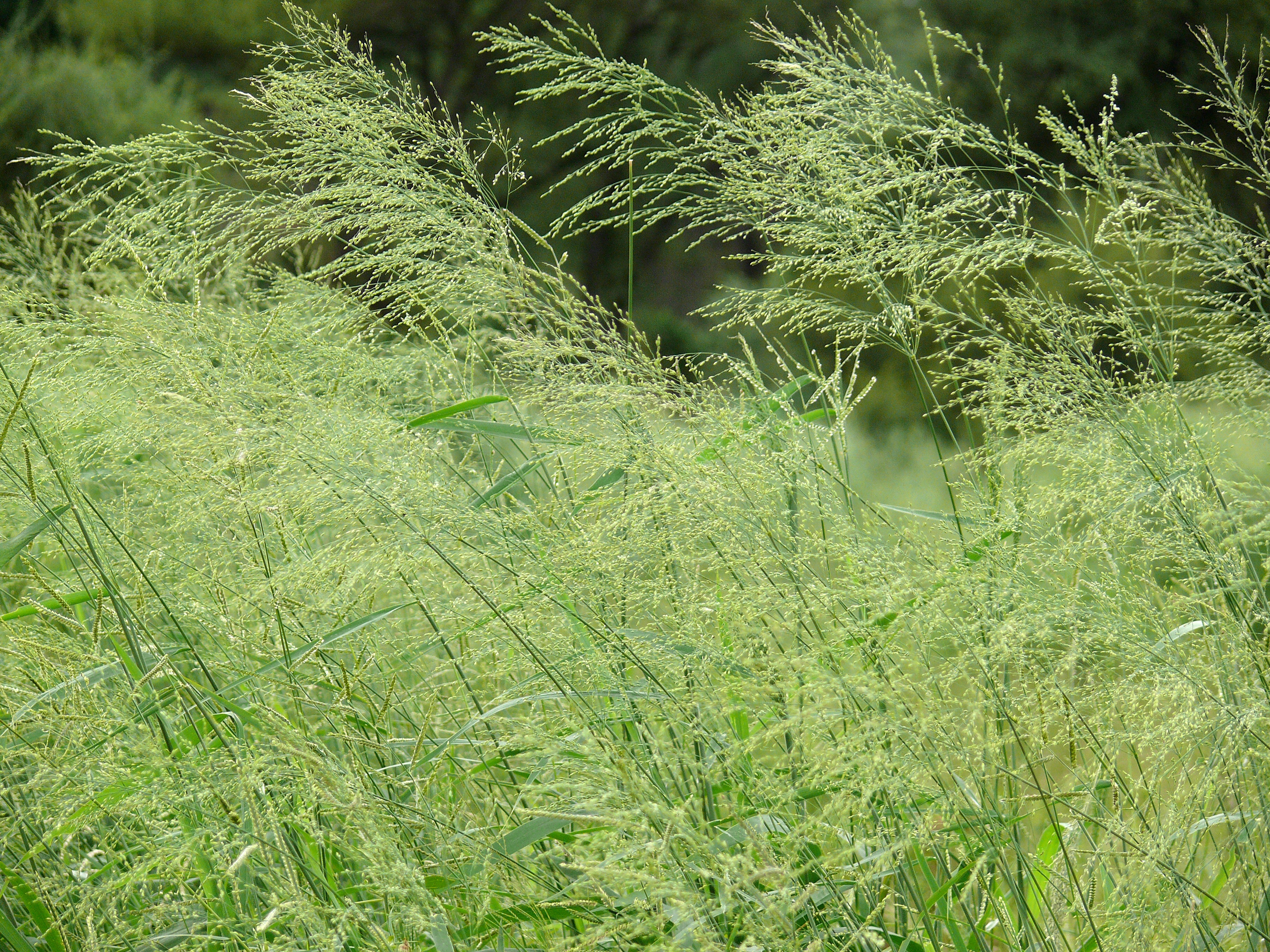 Grass (6046246968).jpg