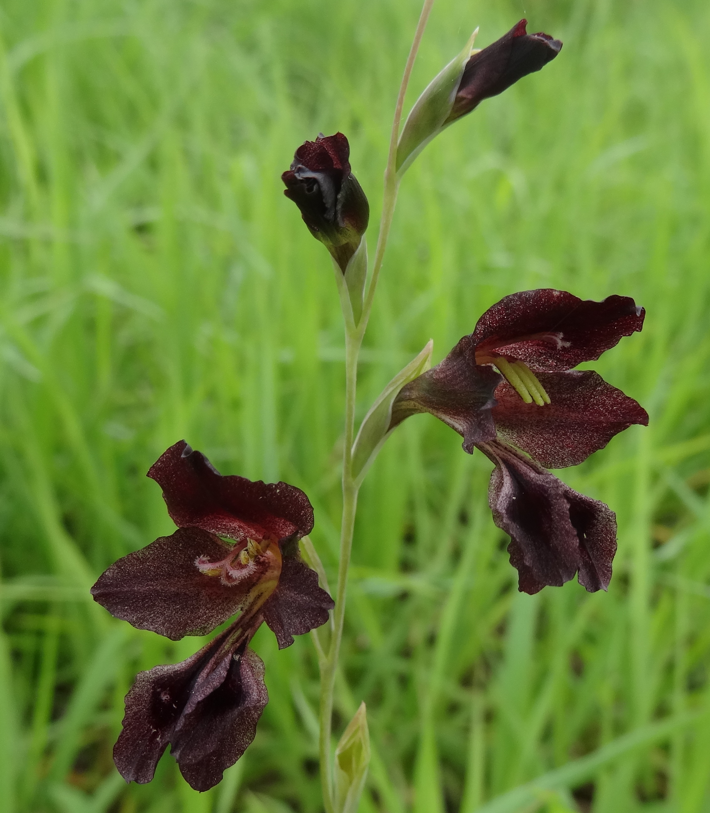 Gladiolus atropurpureus 2 (11831604536).jpg