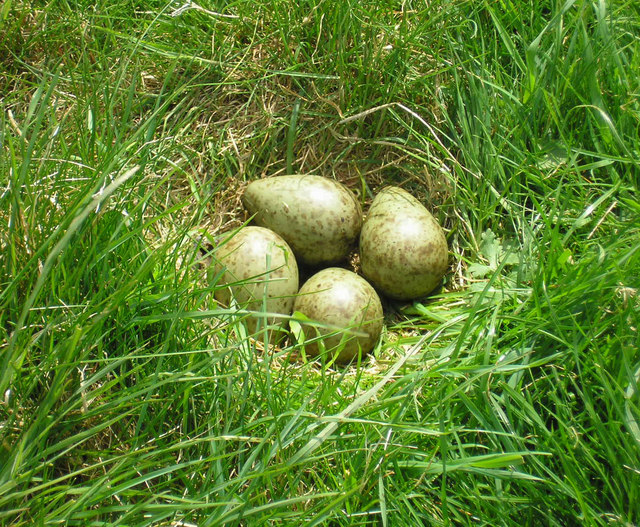 File:Curlew's nest - geograph.org.uk - 802280.jpg