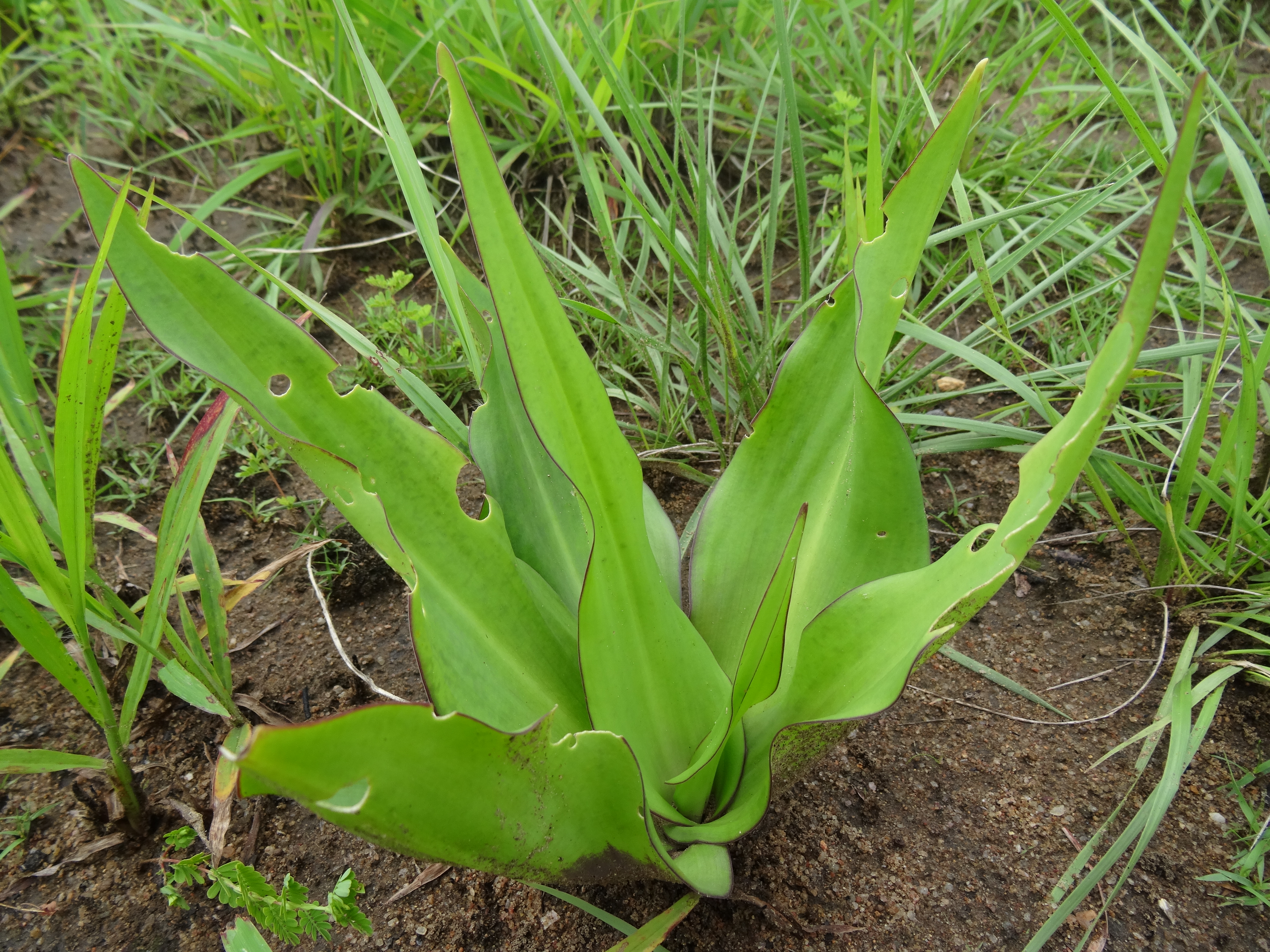 Ledebouria sp. Nipataco 3 (22579797791).jpg