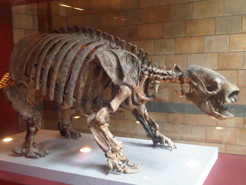 File:E - Glossotherium robustum.jpg