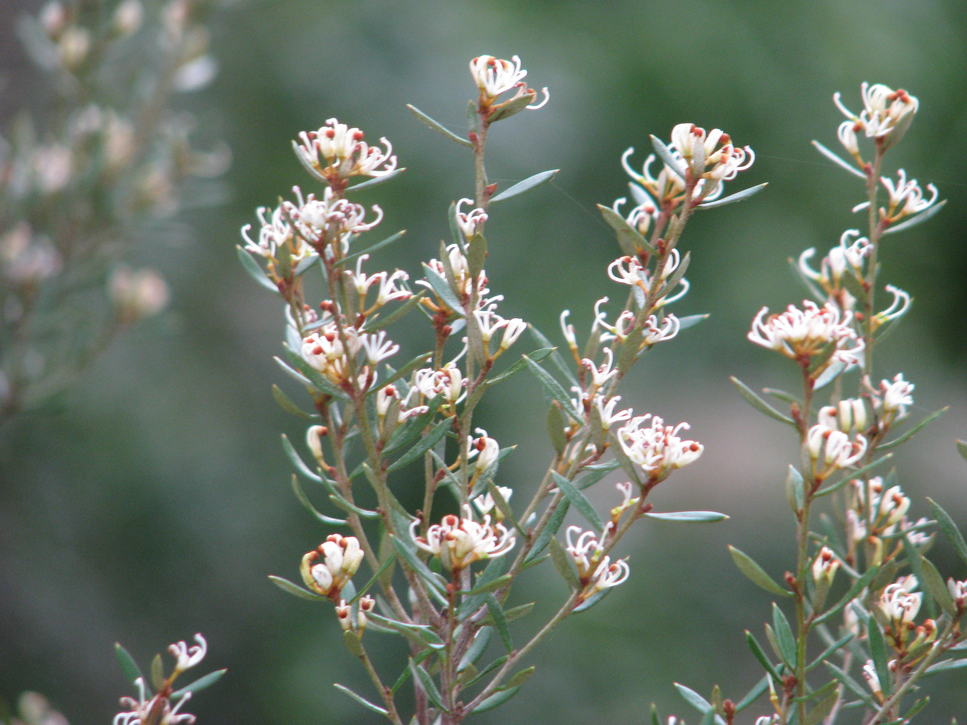 Grevillea australis (12994908304).jpg