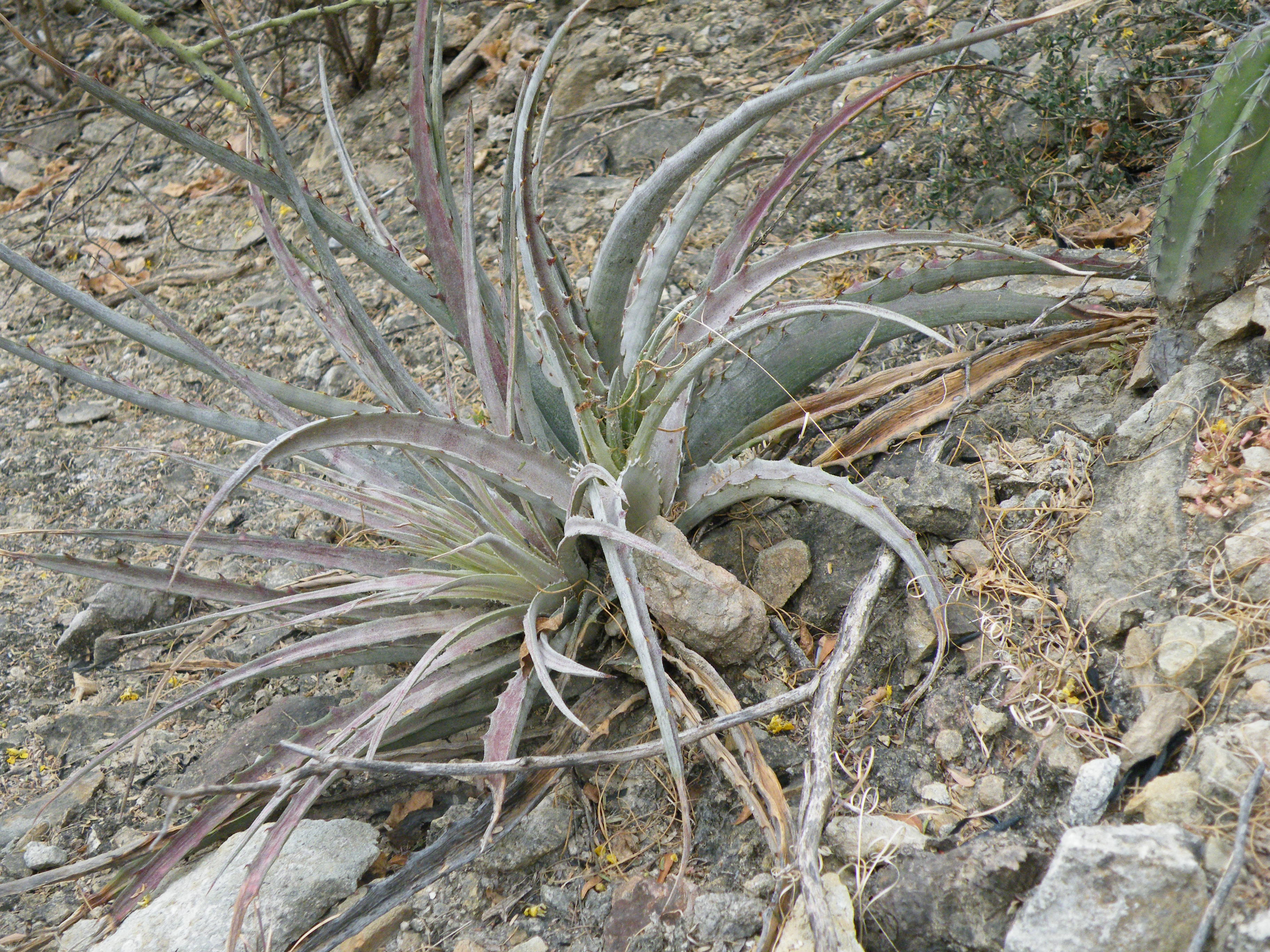 Hechtia species (5758573599).jpg