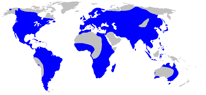 File:Map-Alismataceae.PNG