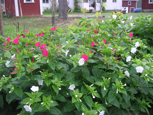 File:Mirabilisjalapa red white.jpg