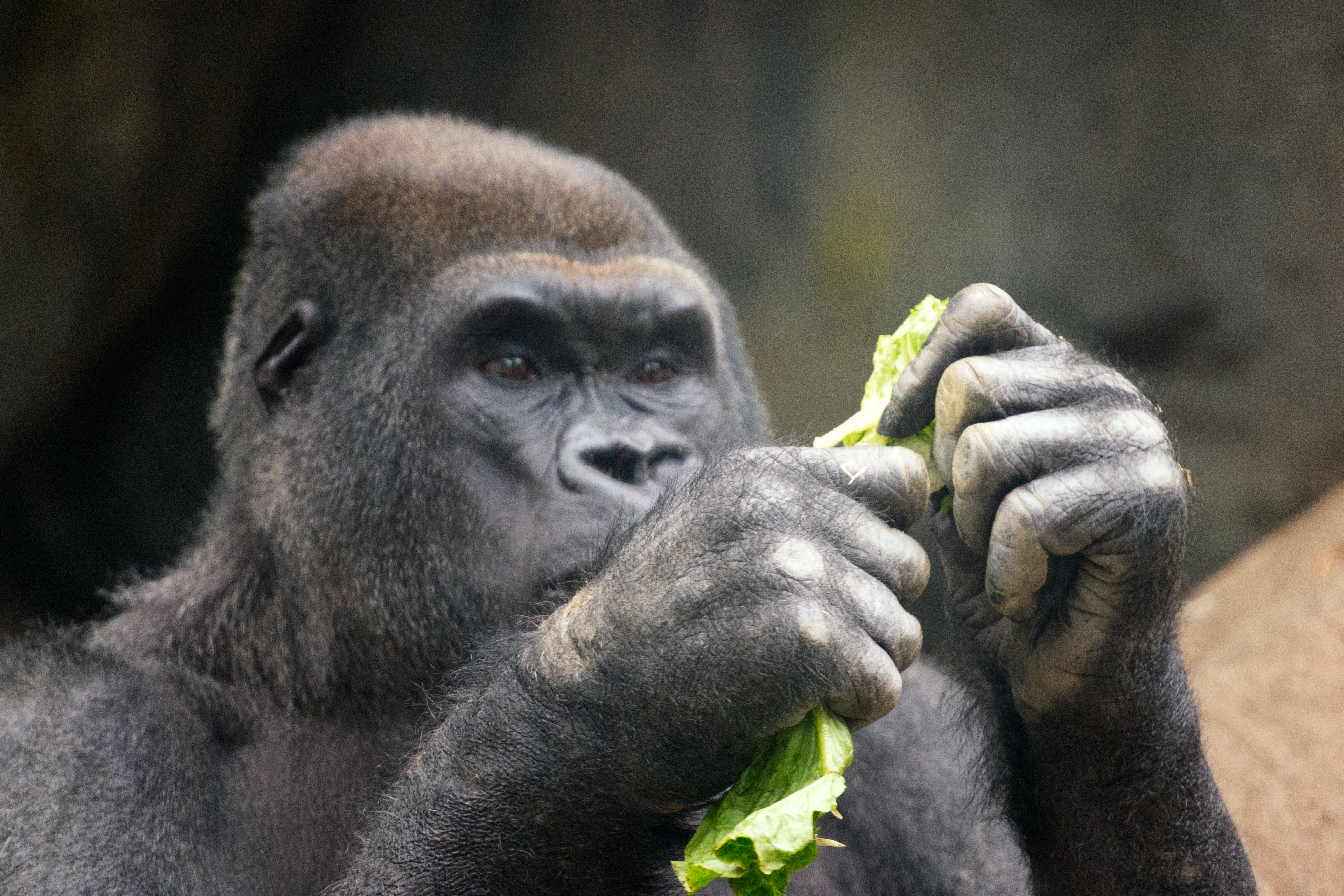 Gorilla Studying Leaves (18660408030).jpg