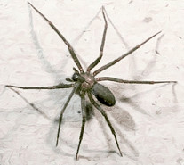 File:Loxosceles reclusa.jpg