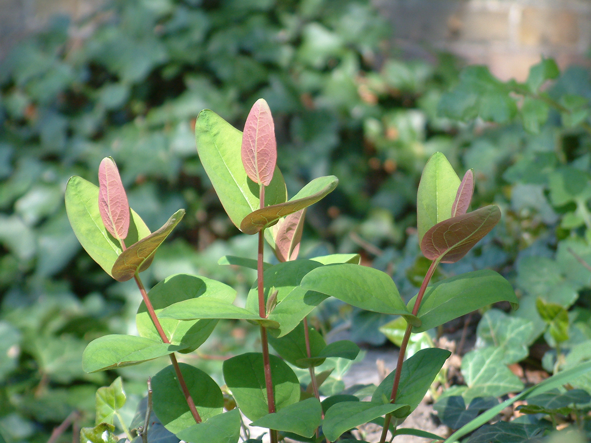 Hypericum calycinum (2944478154).jpg