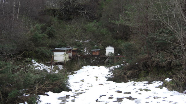 File:Bee Hives - geograph.org.uk - 1166492.jpg