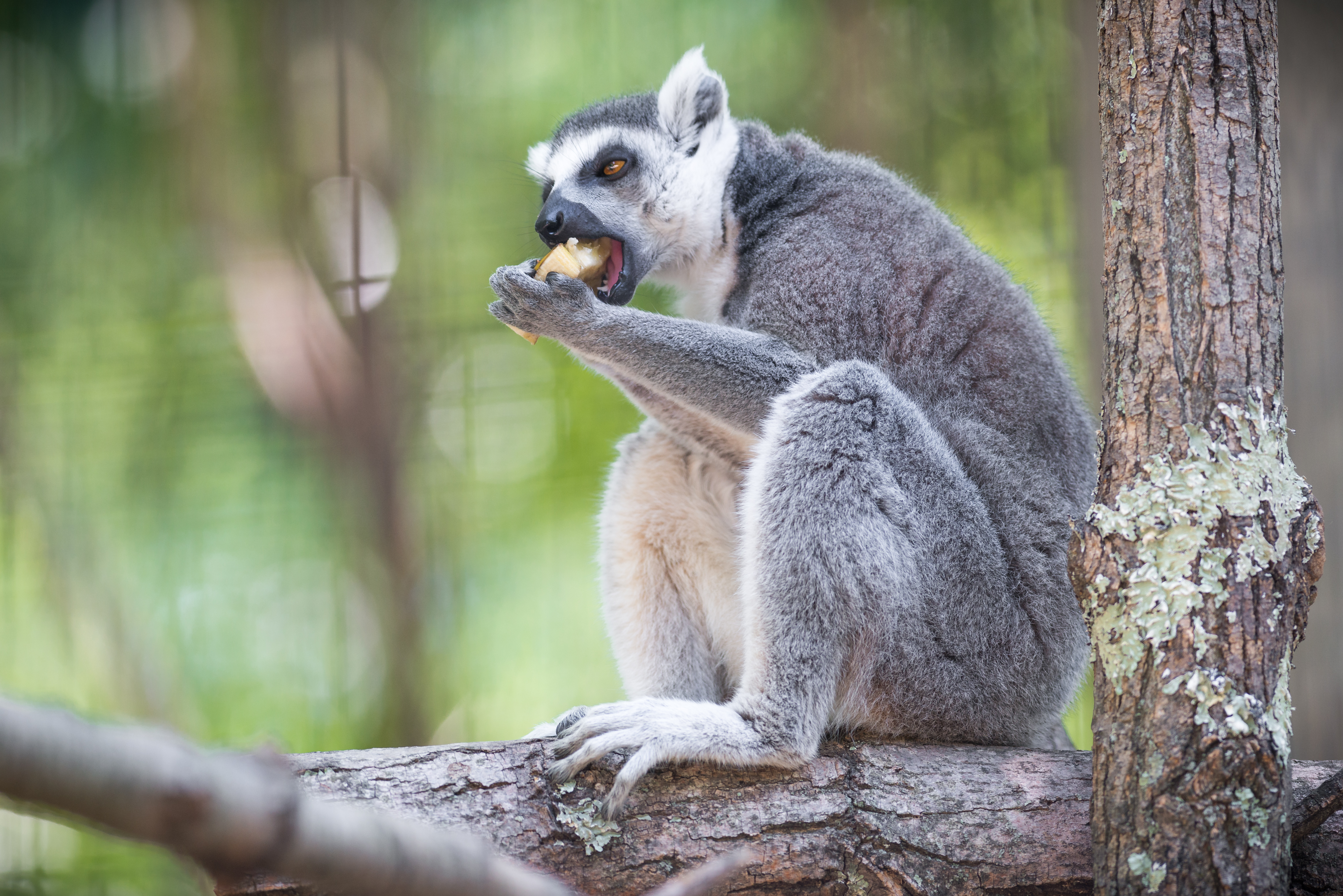 Lemur Eating on a Branch (19811721358).jpg