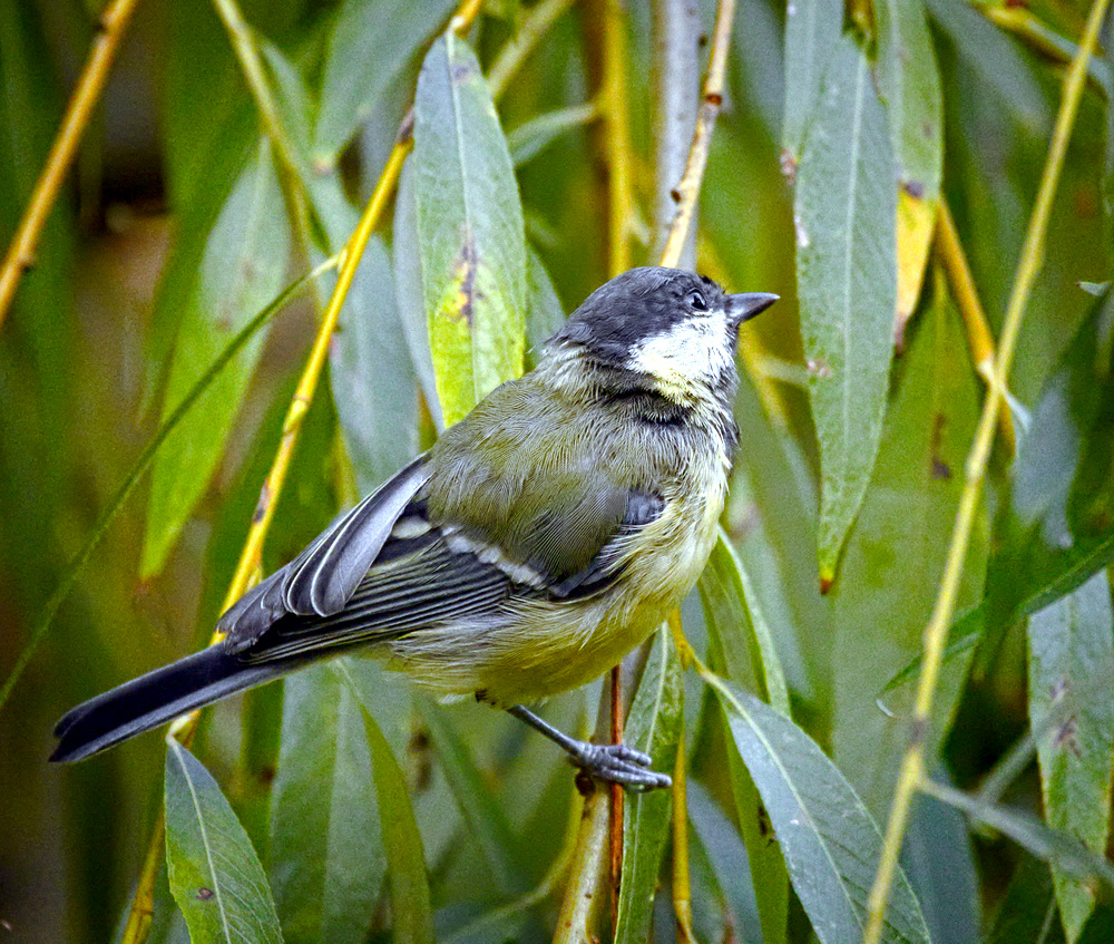 Great tit (21439080646).jpg