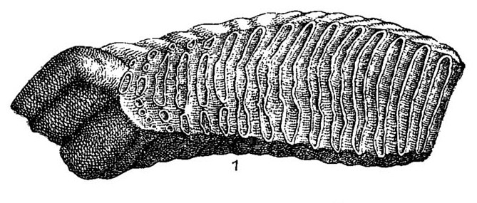 File:Elephantidae molars (1-Mammuthus primigenius molar).jpg