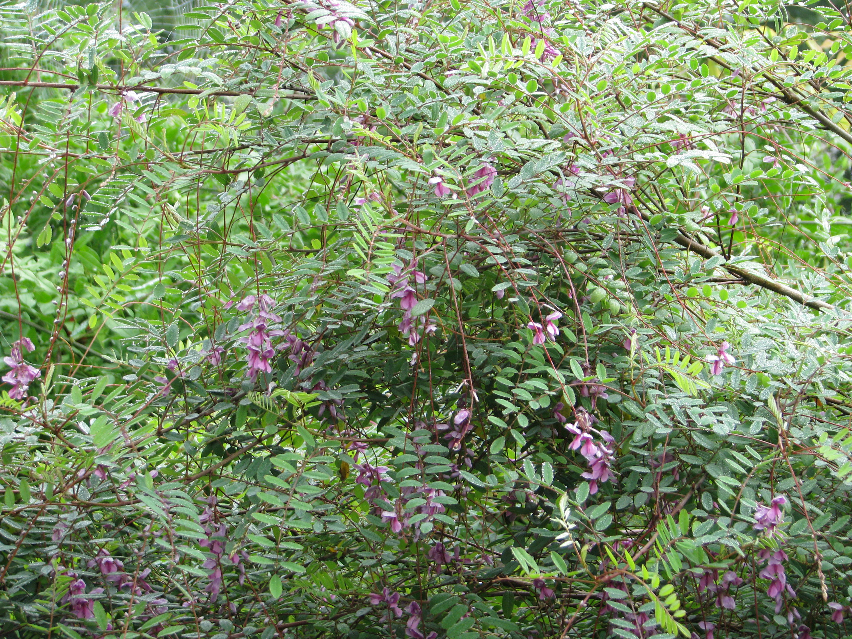 Indigofera pendula (9994969543).jpg