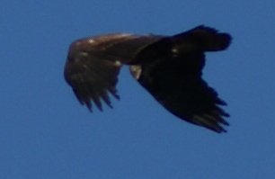 File:BaldEagle3875.jpg