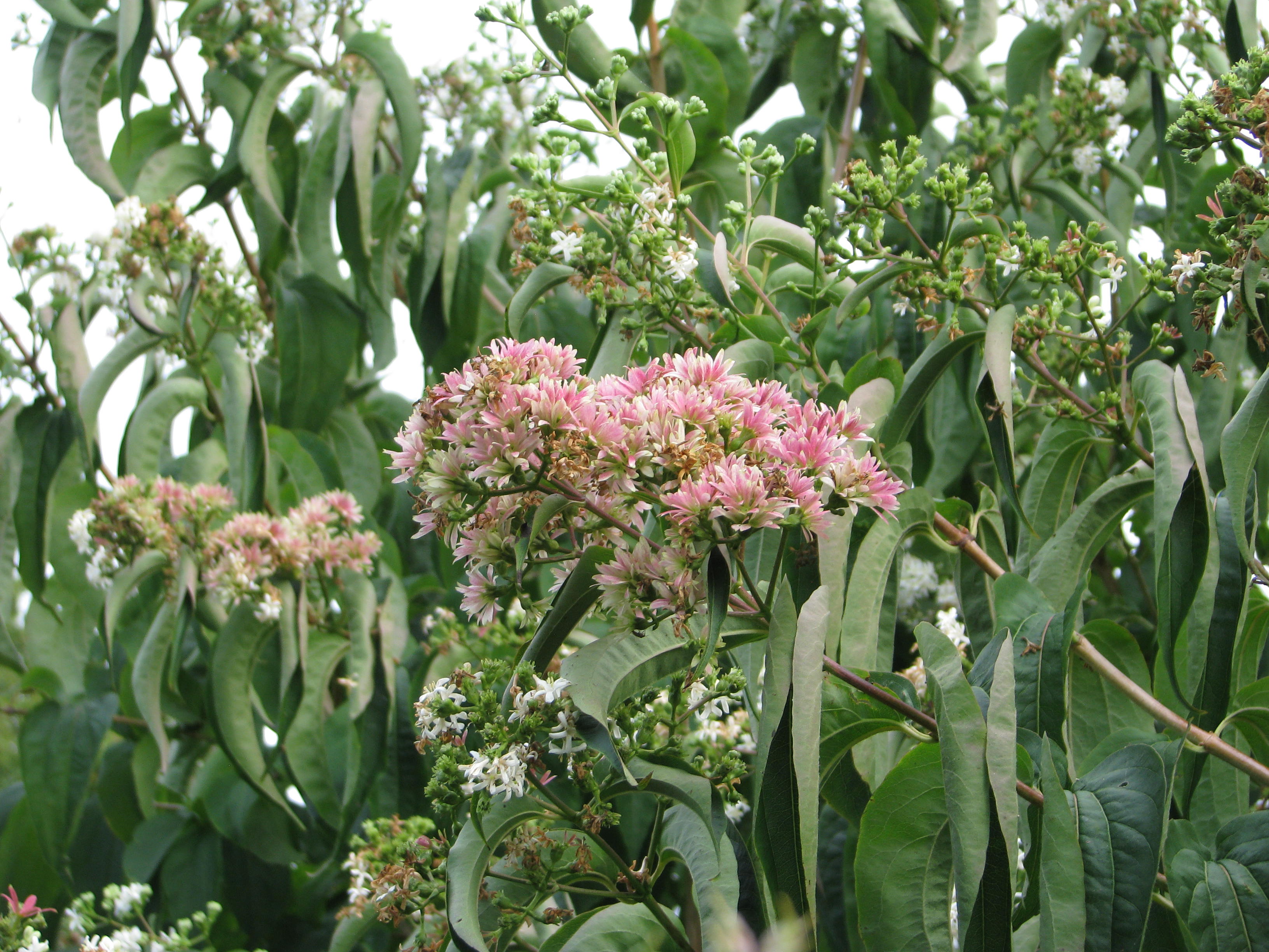 Heptacodium miconioides (15227383878).jpg