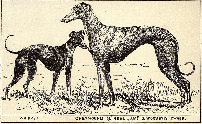 File:Greyhound and Whippet BDL.jpg