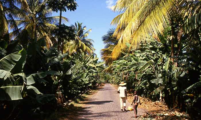 File:Banana plantation in Sao Domingos.jpg