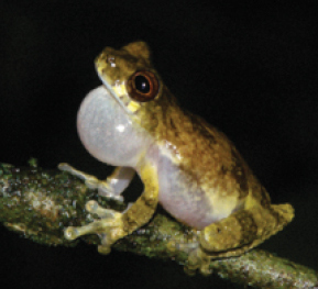 File:Dendropsophus counani 1 (10.3897-zookeys.762.22634) Figure 3 continued (cropped).jpg