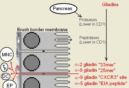 File:Gluten digestion.PNG