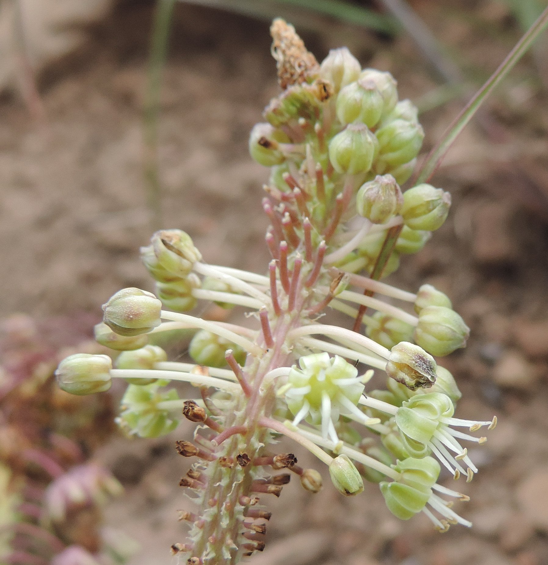 Ledebouria zebrina - 2 (22528509562).jpg