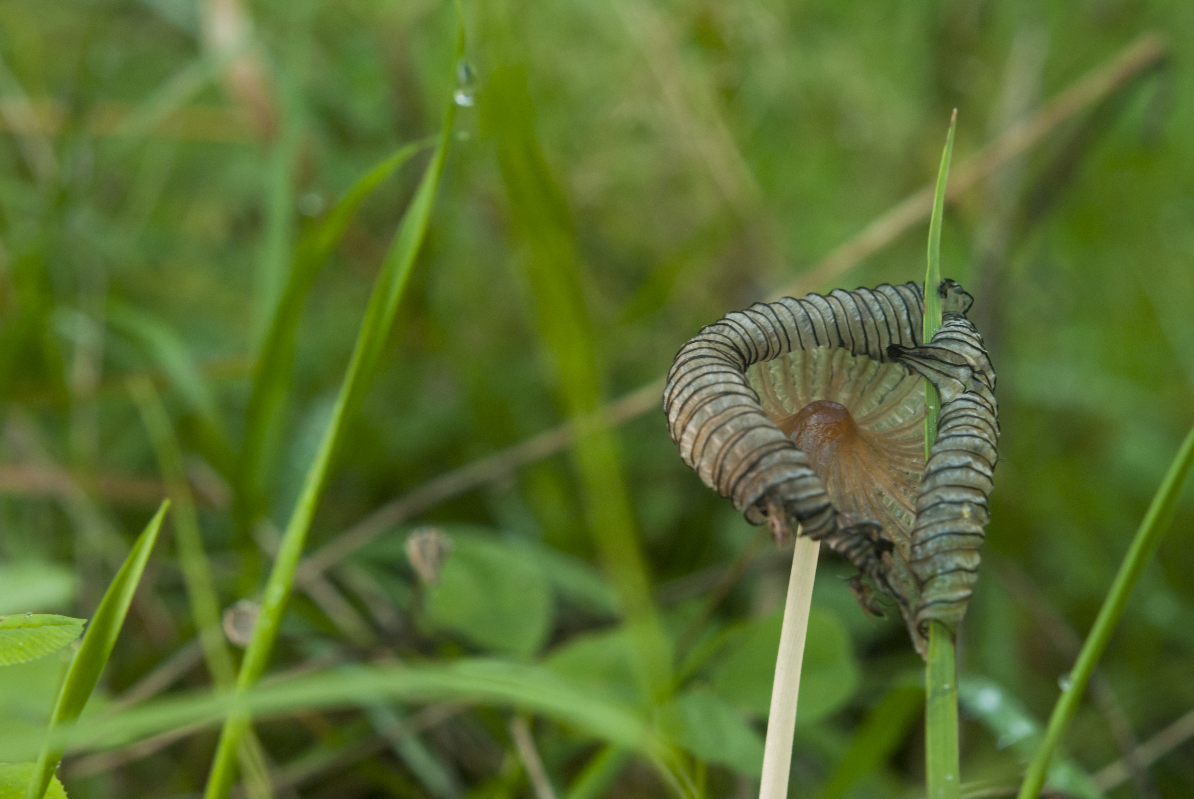 Hanging on (10171859413).jpg