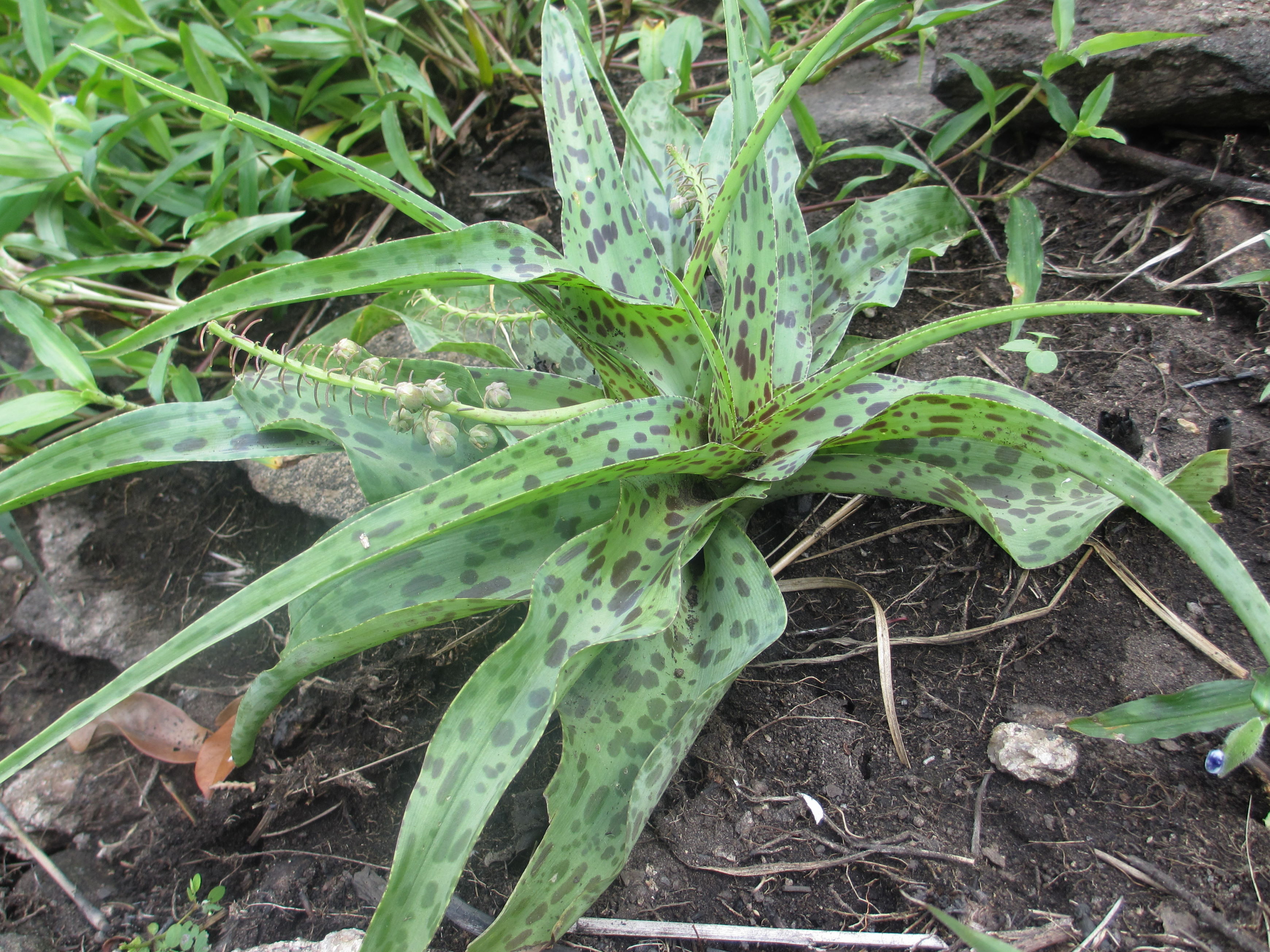 Ledebouria sp. - Zembe 3 (11792217916).jpg