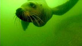 Sea lion