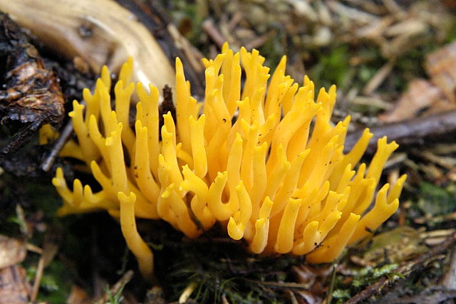 File:Calocera.viscosa.-.lindsey.jpg