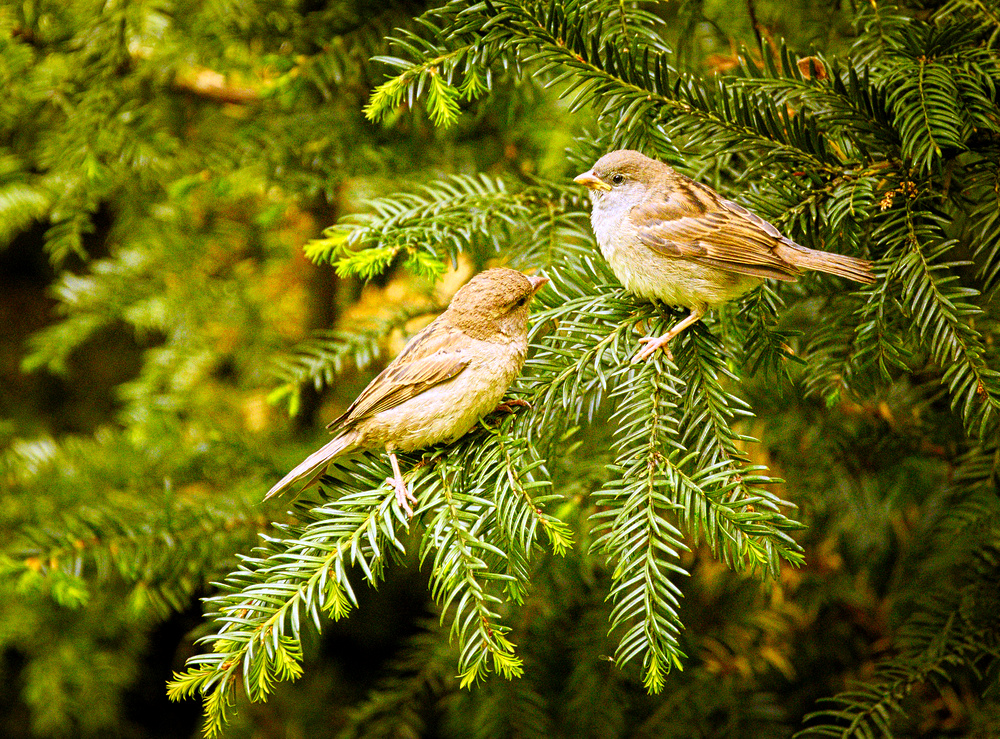 Gossiping sparrows (17966588118).jpg