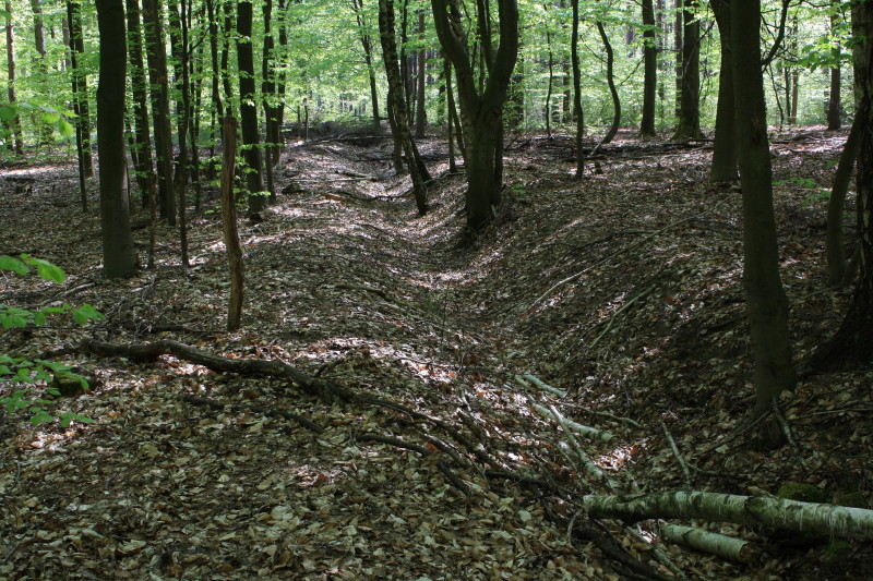 File:Grenzgraben Köplitz-Oppin (3).jpg