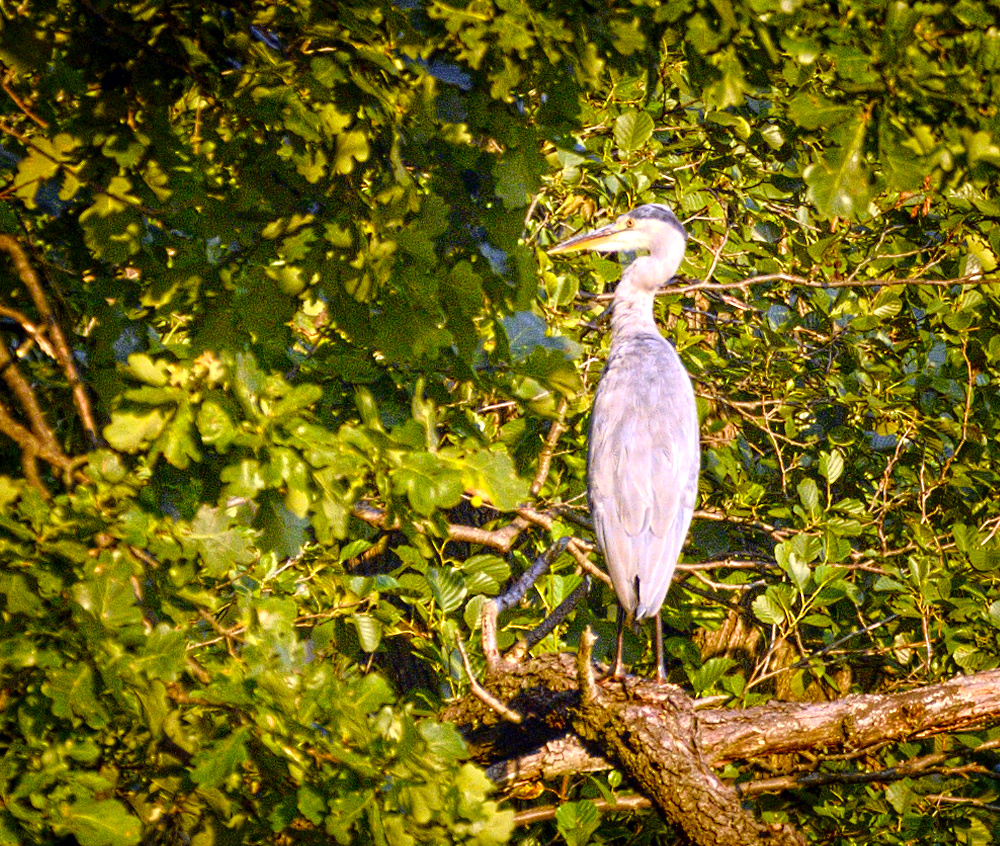 Grey heron (20654382486).jpg