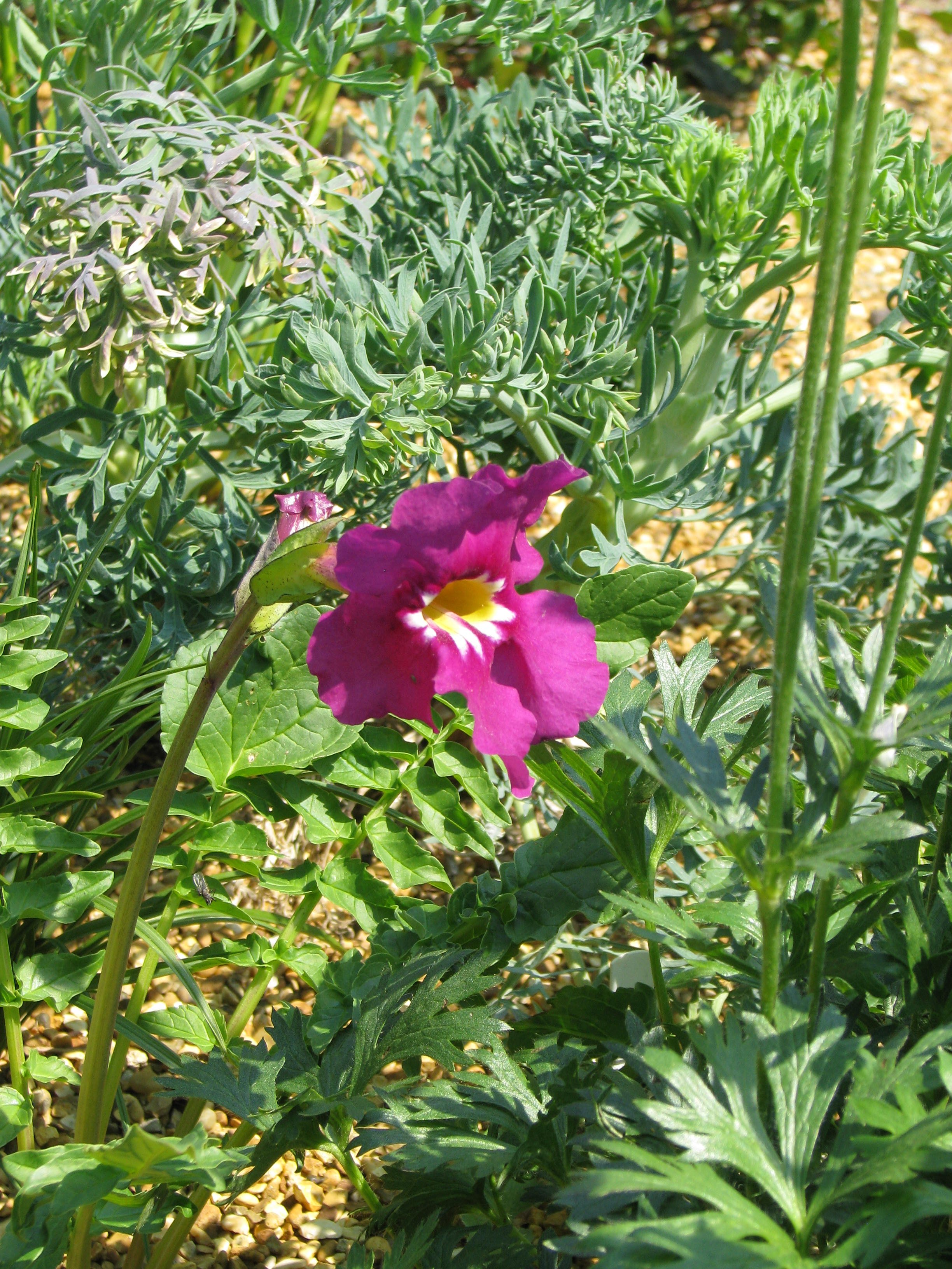 Incarvillea zhongdianensis (8976339015).jpg