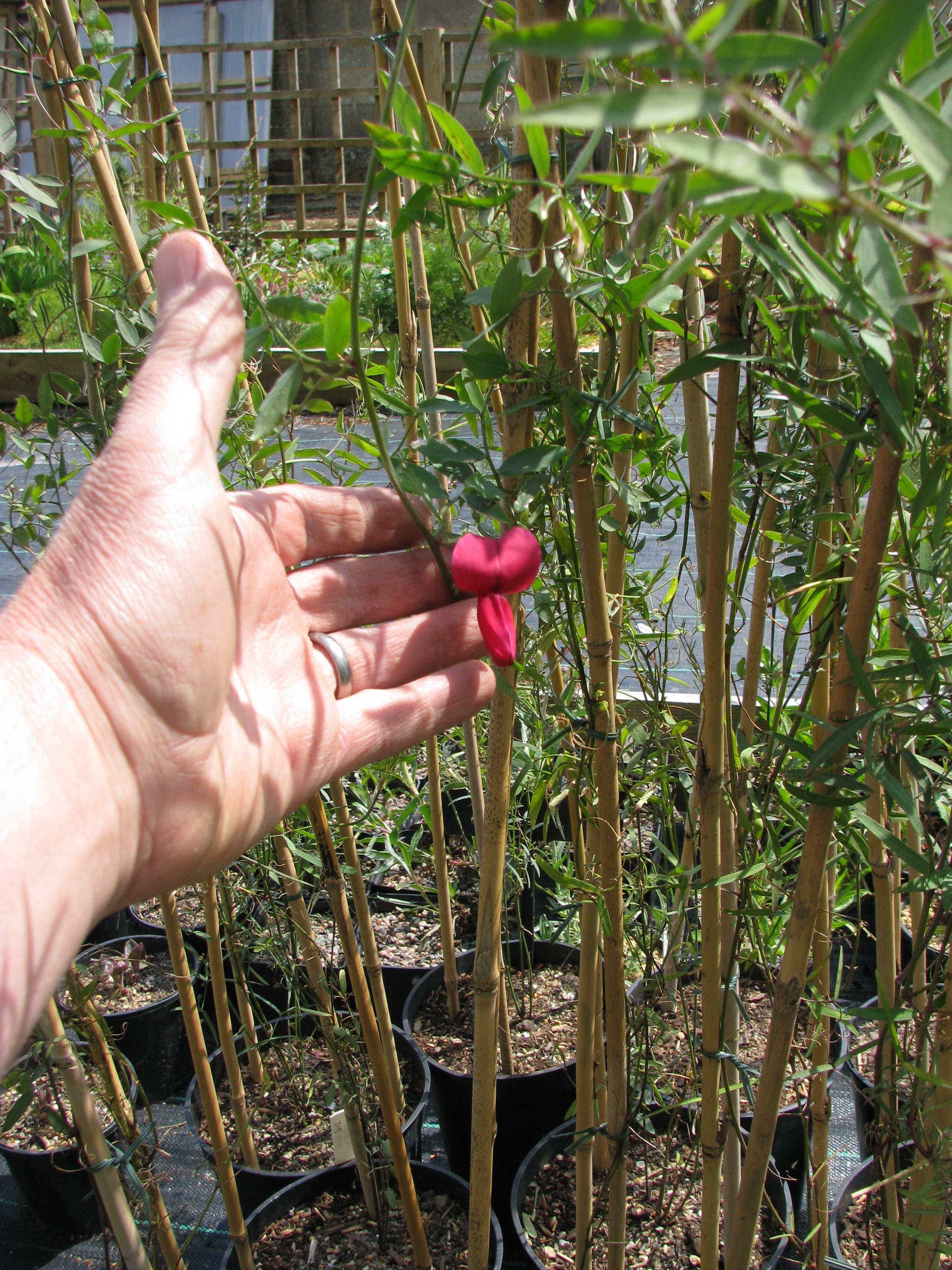 Lathyrus splendens (8752493877).jpg