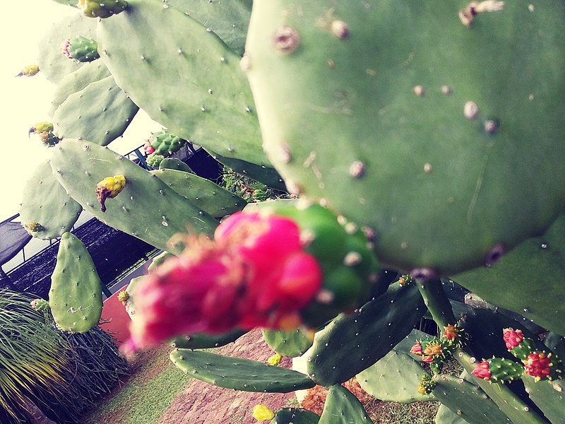 File:A cactus flower's beauty.jpg