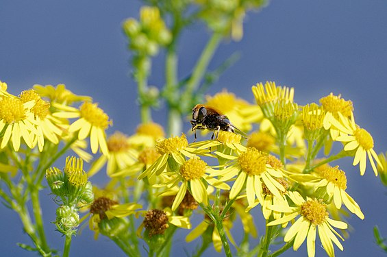 Abeille butinant des marguerites