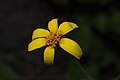 Arnica latifolia