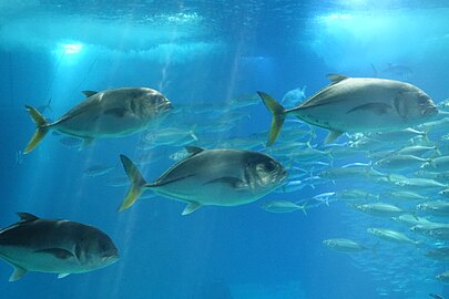 Interior of Oceanário de Lisboa, Portugal (August 11 2018) See also: → August 2018 in Portugal