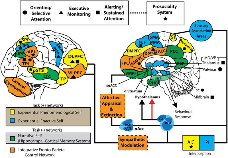 File:S-ART Mindfulness and brain1.jpg