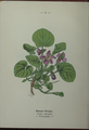 Viola odorata plate 1 in: Wayside and woodland blossoms, 1895